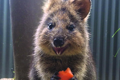 Kuranda Koala Gardens And Birdworld Admission Tickets - Holiday Sunshine Coast 2