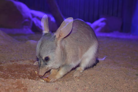 Kuranda Wildlife Experience Three Attraction Pass - Sunshine Coast Tourism 0