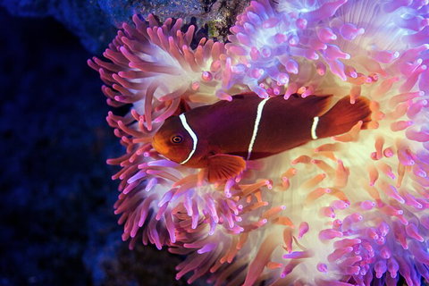 Cairns Aquarium By Twilight With 3-Course Dinner - Sunshine Coast Tourism 0