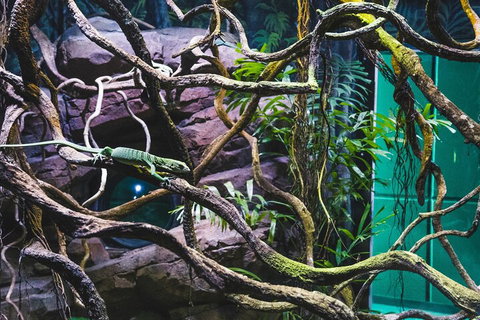 Cairns Aquarium By Twilight With 3-Course Dinner - Sunshine Coast Tourism 2