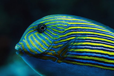 Cairns Aquarium By Twilight With 3-Course Dinner - Sunshine Coast Tourism 5