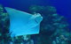 Cairns Aquarium Marine Life Encounter Ticket With 2-Course Lunch - thumb 4