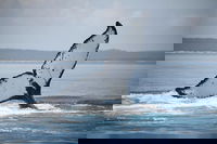 Book Viator Accommodation Vacations Holiday Sunshine Coast Holiday Sunshine Coast