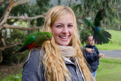 Great Ocean Road Reverse Itinerary With 12 Apostles From Melbourne - Sunshine Coast Tourism 0