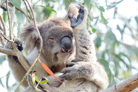 Great Ocean Road Reverse Itinerary With 12 Apostles From Melbourne - Sunshine Coast Tourism 1