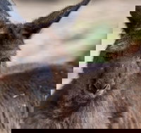 Australian Wildlife Tour at Melbourne Zoo Ticket - Sunshine Coast Tourism