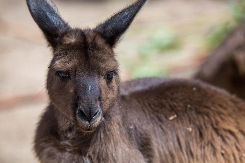 Australian Wildlife Tour At Melbourne Zoo Ticket - Holiday Sunshine Coast 0