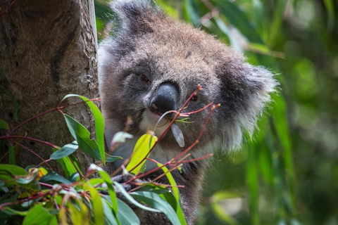 Australian Wildlife Tour At Melbourne Zoo Ticket - Holiday Sunshine Coast 1