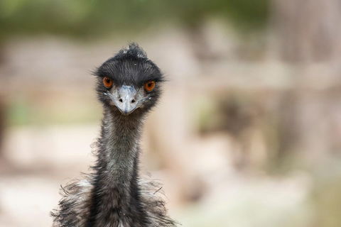 Australian Wildlife Tour At Melbourne Zoo Ticket - Holiday Sunshine Coast 3