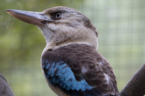 Australian Wildlife Tour At Melbourne Zoo Ticket - Holiday Sunshine Coast 4