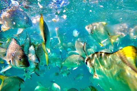 Moreton Island Day Trip (Kayak, Snorkel & Sandboard) Frm Brisbane Or Gold Coast - Sunshine Coast Tourism 1