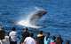 Tangalooma Island Resort Whale Watching Day Cruise - thumb 0
