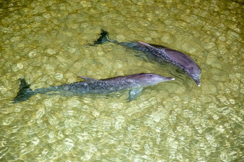 Tangalooma Island Resort Whale Watching Day Cruise With Dolphin Viewing - Holiday Sunshine Coast 0