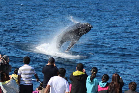 Tangalooma Island Resort Whale Watching Day Cruise With Dolphin Viewing - Holiday Sunshine Coast 1