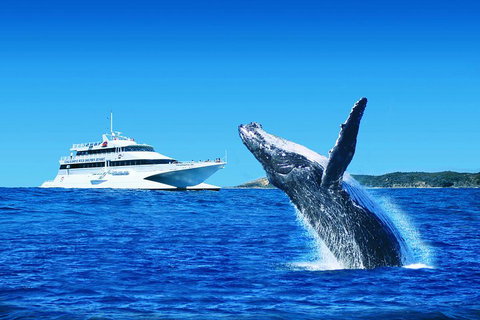 Tangalooma Island Resort Whale Watching Day Cruise With Dolphin Viewing - Holiday Sunshine Coast 2