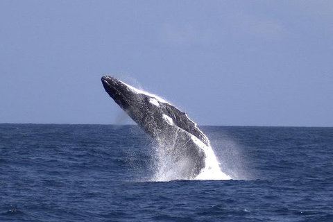 Tangalooma Island Resort Whale Watching Day Cruise With Dolphin Viewing - Holiday Sunshine Coast 4