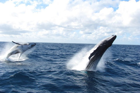 Tangalooma Island Resort Whale Watching Day Cruise With Dolphin Feeding - Holiday Sunshine Coast 1