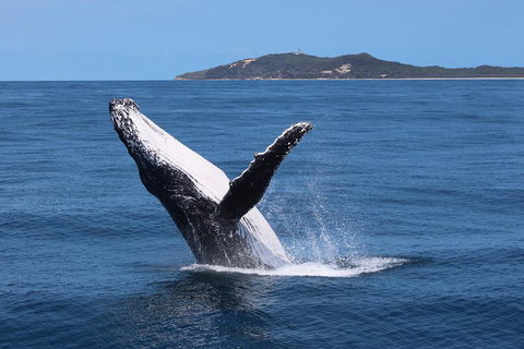 Tangalooma Island Resort Whale Watching Day Cruise With Dolphin Feeding - Holiday Sunshine Coast 3