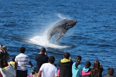 Tangalooma Island Resort Whale Watching Day Cruise With Dolphin Feeding - Holiday Sunshine Coast 5