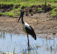 Darwin to Kakadu Day Trip by Air Including Yellow Water Cruise
