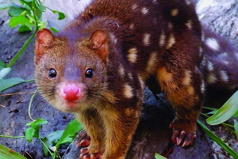 Hartley's Crocodile Adventures General Entry Ticket - Holiday Sunshine Coast 4