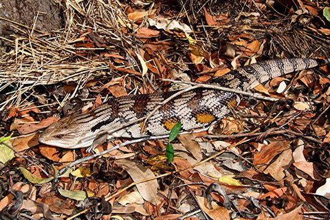 Hartley's Crocodile Adventures General Entry Ticket - Holiday Sunshine Coast 5