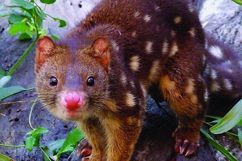 Hartley's Crocodile Adventures Breakfast With The Koalas - Holiday Sunshine Coast 2