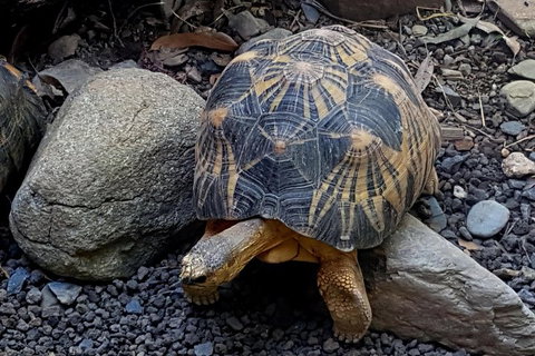 Hartley's Crocodile Adventures Breakfast With The Koalas - Holiday Sunshine Coast 4