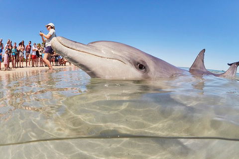 7-Day Exmouth Explorer Via Pinnacles Monkey Mia Ningaloo Reef Returning To Perth - Sunshine Coast Tourism 1