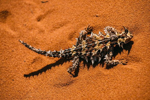 4-Day Coastal Loop Via Monkey Mia Wild Dolphins Kalbarri Pinnacles Perth Return - Sunshine Coast Tourism 5