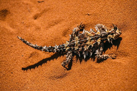 Pinnacles Sunset Dinner And Stargazing Experience A Small Group Tour - Sunshine Coast Tourism 5
