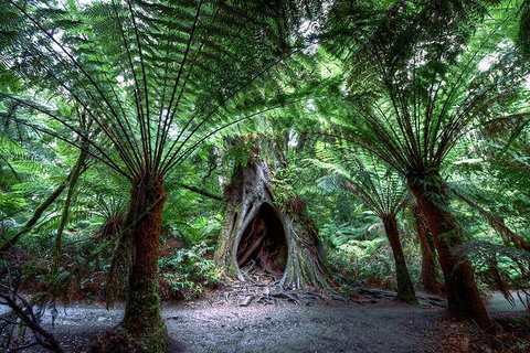 2-Day Melbourne To Adelaide Tour: Great Ocean Road And Grampians One Way Trip - Sunshine Coast Tourism 3