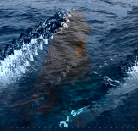 Phillip Island Whale Watching Tour - Sunshine Coast Tourism