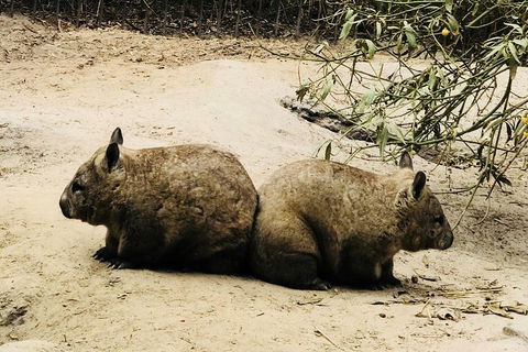 Phillip Island Penguin Parade, Brighton Bathing Boxes And Wildlife Park Tour - Sunshine Coast Tourism 0