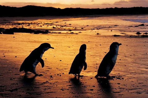 Phillip Island Penguin Parade, Brighton Bathing Boxes And Wildlife Park Tour - Sunshine Coast Tourism 1