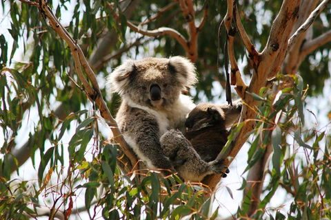 Phillip Island Penguin Parade, Brighton Bathing Boxes And Wildlife Park Tour - Sunshine Coast Tourism 4