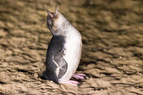 Phillip Island Penguin Parade, Brighton Bathing Boxes And Wildlife Park Tour - Sunshine Coast Tourism 5