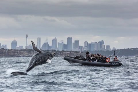 Sydney Whale-Watching By Speed Boat - Sunshine Coast Tourism 0