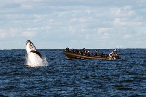 Sydney Whale-Watching By Speed Boat - Sunshine Coast Tourism 1