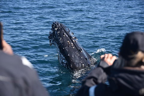 Sydney Whale-Watching By Speed Boat - Sunshine Coast Tourism 3