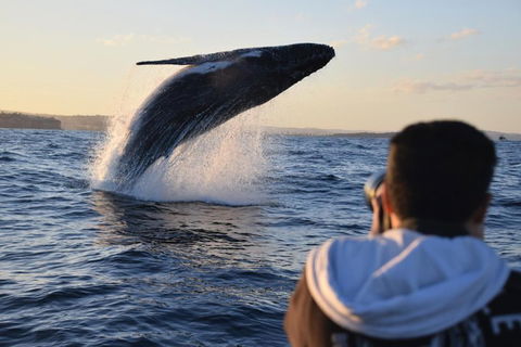 Sydney Whale-Watching By Speed Boat - Sunshine Coast Tourism 4