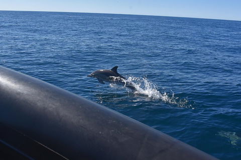 Sydney Whale-Watching By Speed Boat - Sunshine Coast Tourism 5