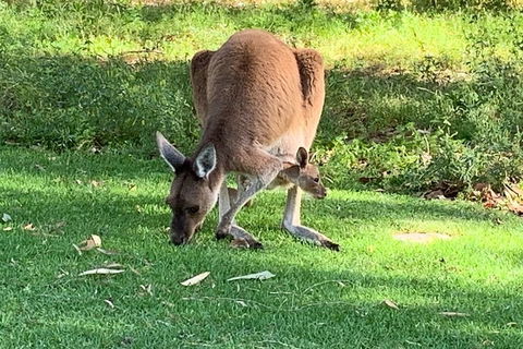 Pinnacles Day Trip From Perth Including Yanchep National Park - Sunshine Coast Tourism 4