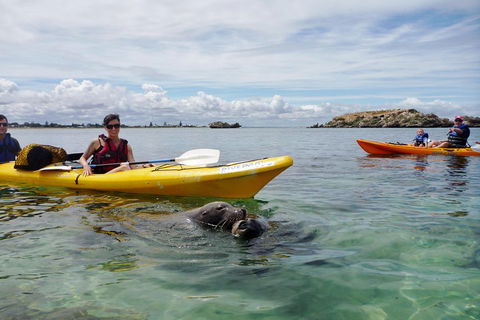 Seal Island And Penguin Island Or Point Peron Sea Kayak Tour - Sunshine Coast Tourism 0