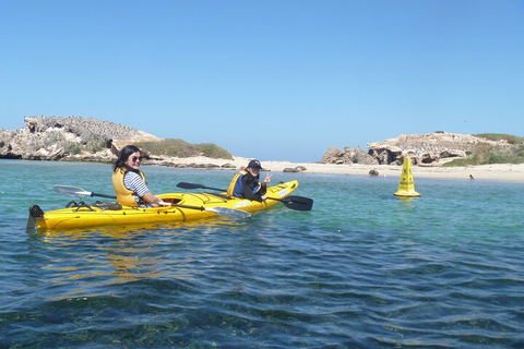Seal Island And Penguin Island Or Point Peron Sea Kayak Tour - Sunshine Coast Tourism 3
