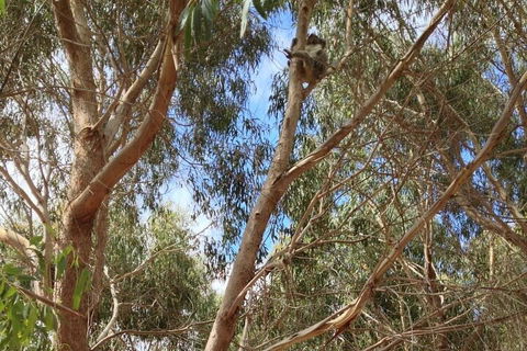 Kangaroo Island 4WD Tour - Best Of KI In 2 Days - Sunshine Coast Tourism 0