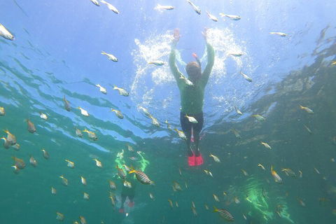 Manly Snorkel Trip And Nature Walk With Local Guide - Holiday Sunshine Coast 0