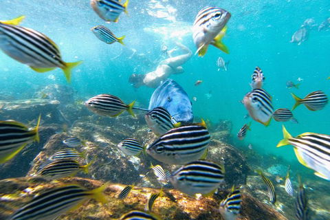 Manly Snorkel Trip And Nature Walk With Local Guide - Holiday Sunshine Coast 2