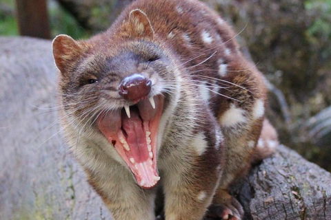 After Dark Tasmanian Devil Feeding Tour At Cradle Mountain - Sunshine Coast Tourism 0