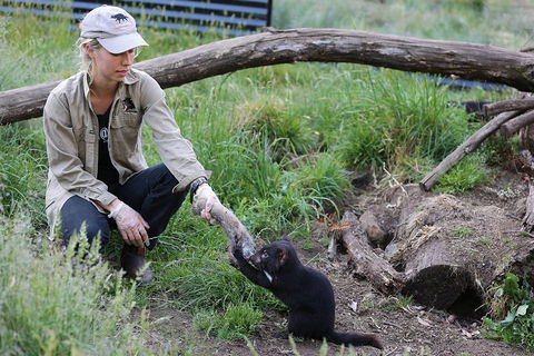 After Dark Tasmanian Devil Feeding Tour At Cradle Mountain - Sunshine Coast Tourism 1